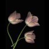 Apricot Tulips