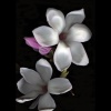 BOTANICAL WORK