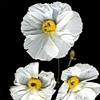 Coulter's Poppy