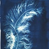 Ostrich Plume