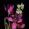 Pink Tulips