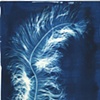 Cyanotypes