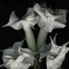 Four Datura