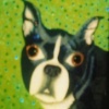 Dennis' Boston Terrier