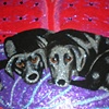 Pet Portraits