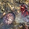 tidal pool