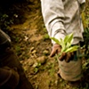 Sri Lanka - Tea Worker