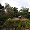 Sri Lanka - Vedda