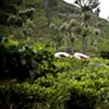 Sri Lanka - Tea Worker
