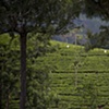 Sri Lanka - Tea Worker