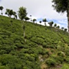Sri Lanka - Tea Worker