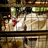 Garret M. Clarke Photography

Taiwan Meat Workers