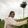 Sri Lanka - Tea Worker