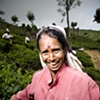 Sri Lanka - Tea Worker