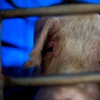 Garret M. Clarke Photography

Taiwan Meat Workers