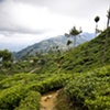 Sri Lanka - Tea Worker