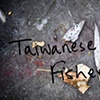 Taiwan Fisherman