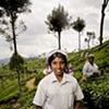 Sri Lanka - Tea Worker