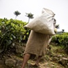 Sri Lanka - Tea Worker