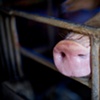 Garret M. Clarke Photography

Taiwan Meat Workers