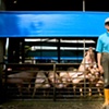 Garret M. Clarke Photography

Taiwan Meat Workers
