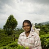 Sri Lanka - Tea Worker