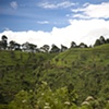 Sri Lanka - Tea Worker