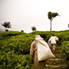 Sri Lanka - Tea Worker