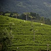 Sri Lanka - Tea Worker