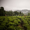 Sri Lanka - Tea Worker