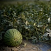 Garret M. Clarke Photography

Taiwan Farmers