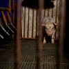 Garret M. Clarke Photography

Taiwan Meat Workers