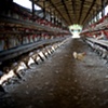 Garret M. Clarke Photography

Taiwan Meat Workers