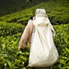 Sri Lanka - Tea Worker