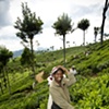 Sri Lanka - Tea Worker