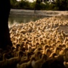 Garret M. Clarke Photography

Taiwan Meat Workers