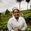 Sri Lanka - Tea Worker