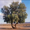 Mojave Desert, CA, 2008