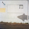 Shark, Upper Darby, PA 2007