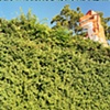 Covert Dino, Austin, TX, 2009