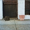 Potted Plant, Philadelphia, PA