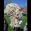 Head