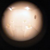 Susan Kennedy: Pieces, inside peephole view