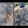 Roadkill