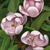 Claire's Magnolia's