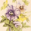 Pansies