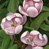 Claire's Magnolia's