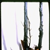 trees detail