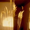 Untold - reeds from Anasazi wilderness