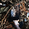 "Dirt Iza" by Michael Koehler